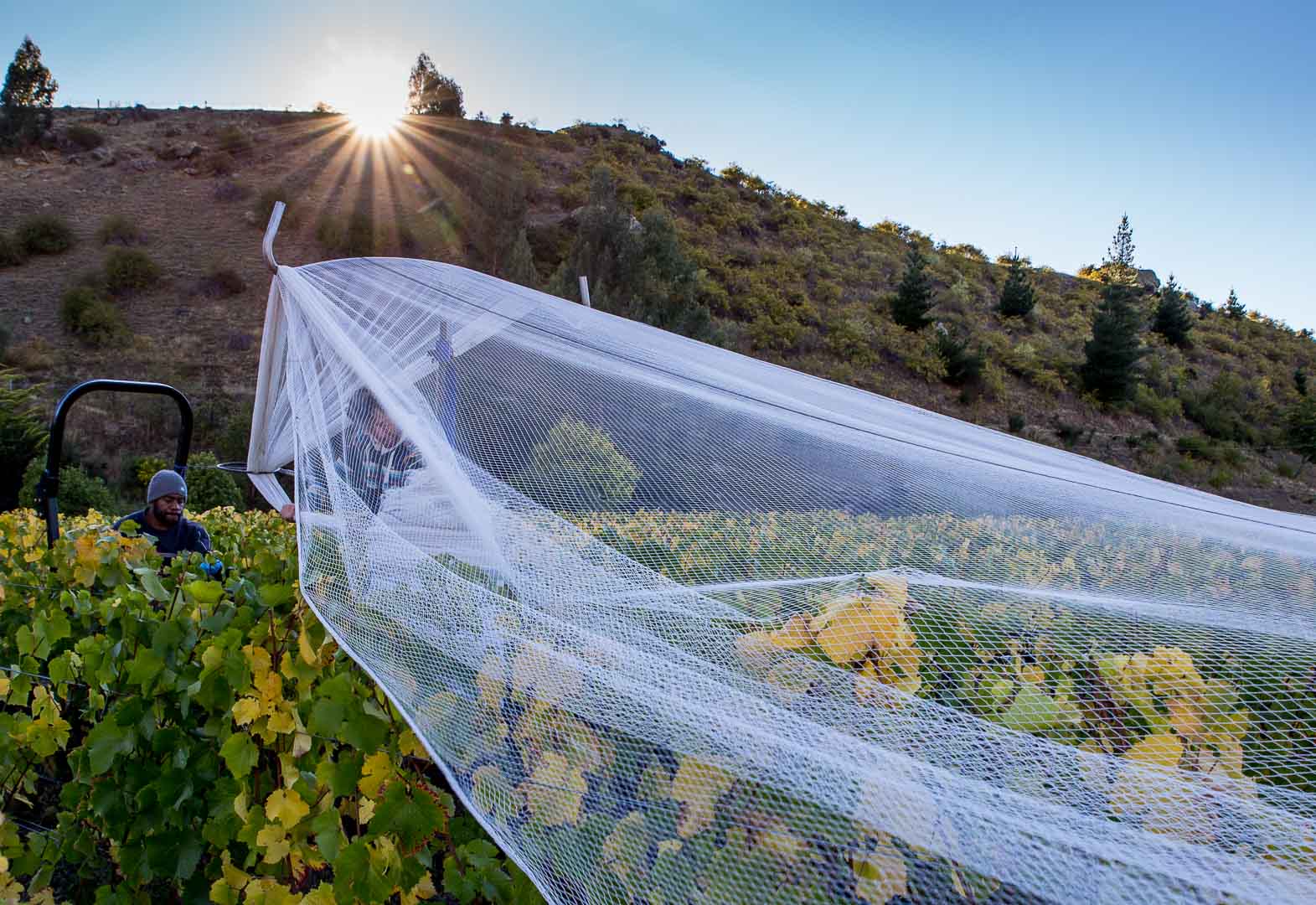 Removing the netting at Georgetown vineyard, Cromwell, Central Otago